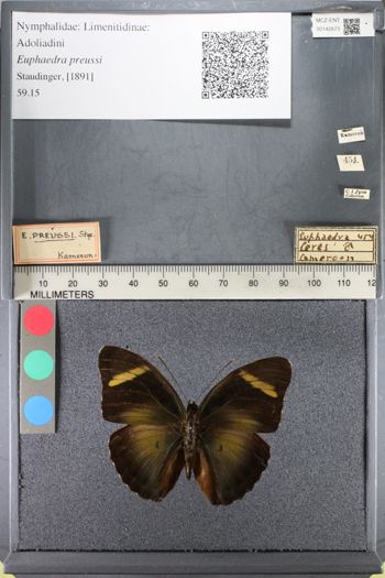 Media type: image;   Entomology 142673